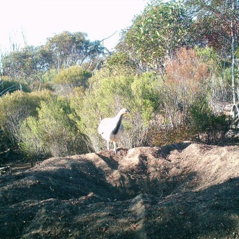 Mt Hope Malleefowl Recovery
