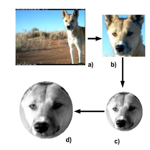 Wild Dog Alert