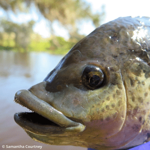 Tilapia biocontrol