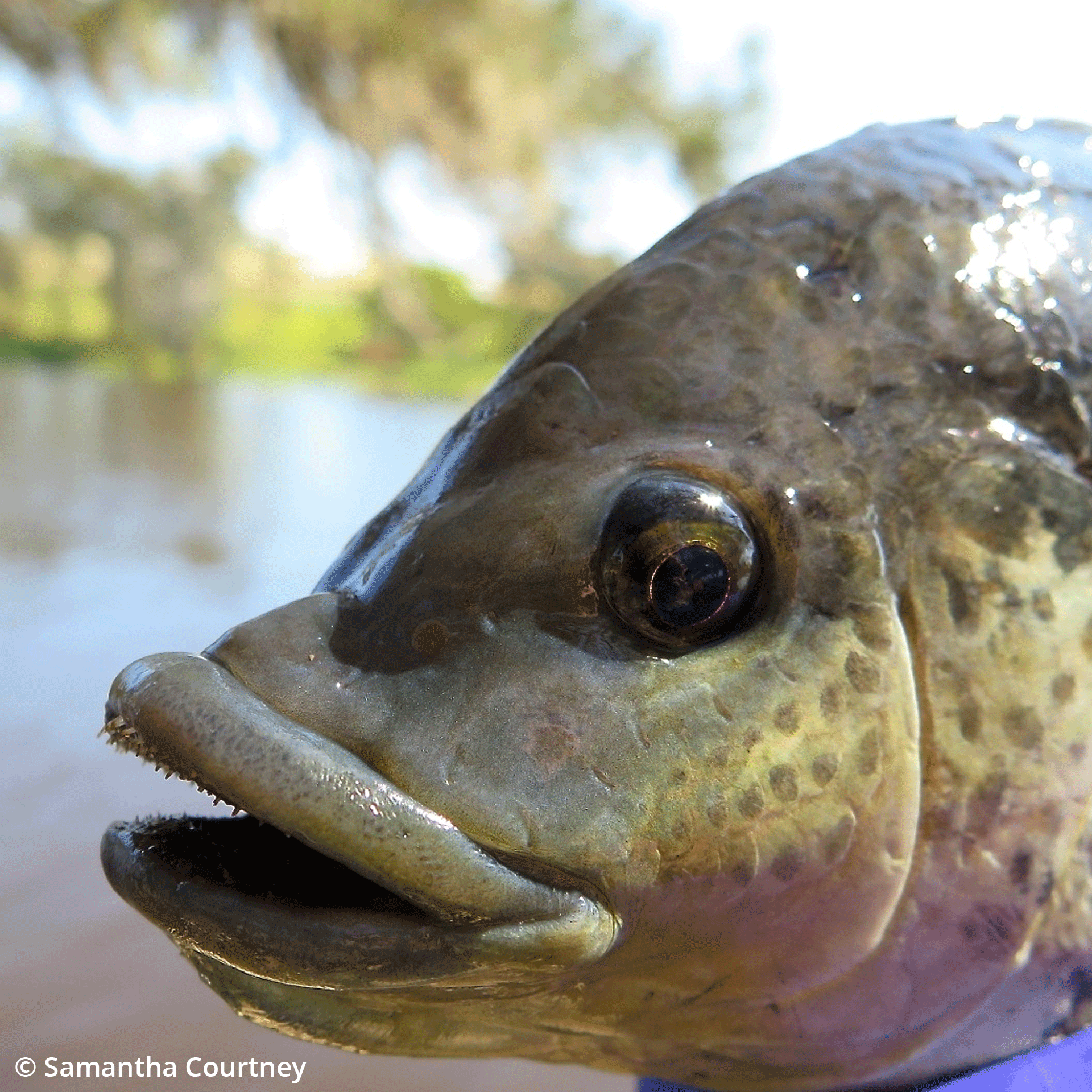 Shocking Tilapia Study Reveals Hidden Dangers - kv917h2