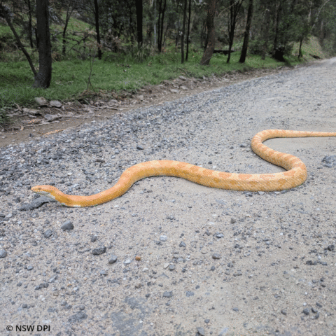 Development of a National Incursion Management framework for Invasive Species