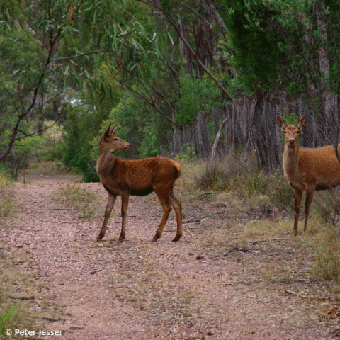 The role of wild deer in the transmission of diseases of livestock