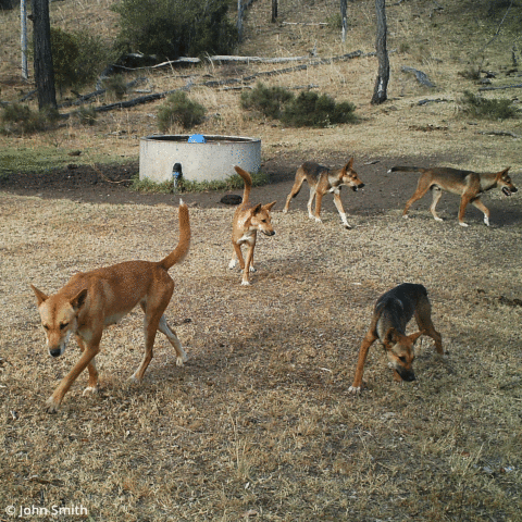 Management of wild dog and deer in peri-urban landscapes: strategies for safe communities