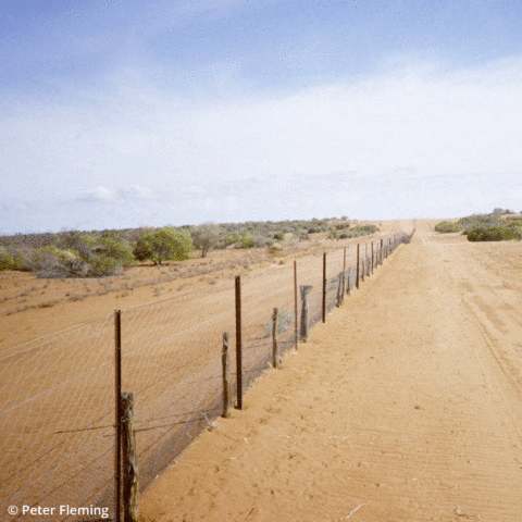 Assessment of the biodiversity, economic and productivity gains from exclusion fencing (WA)