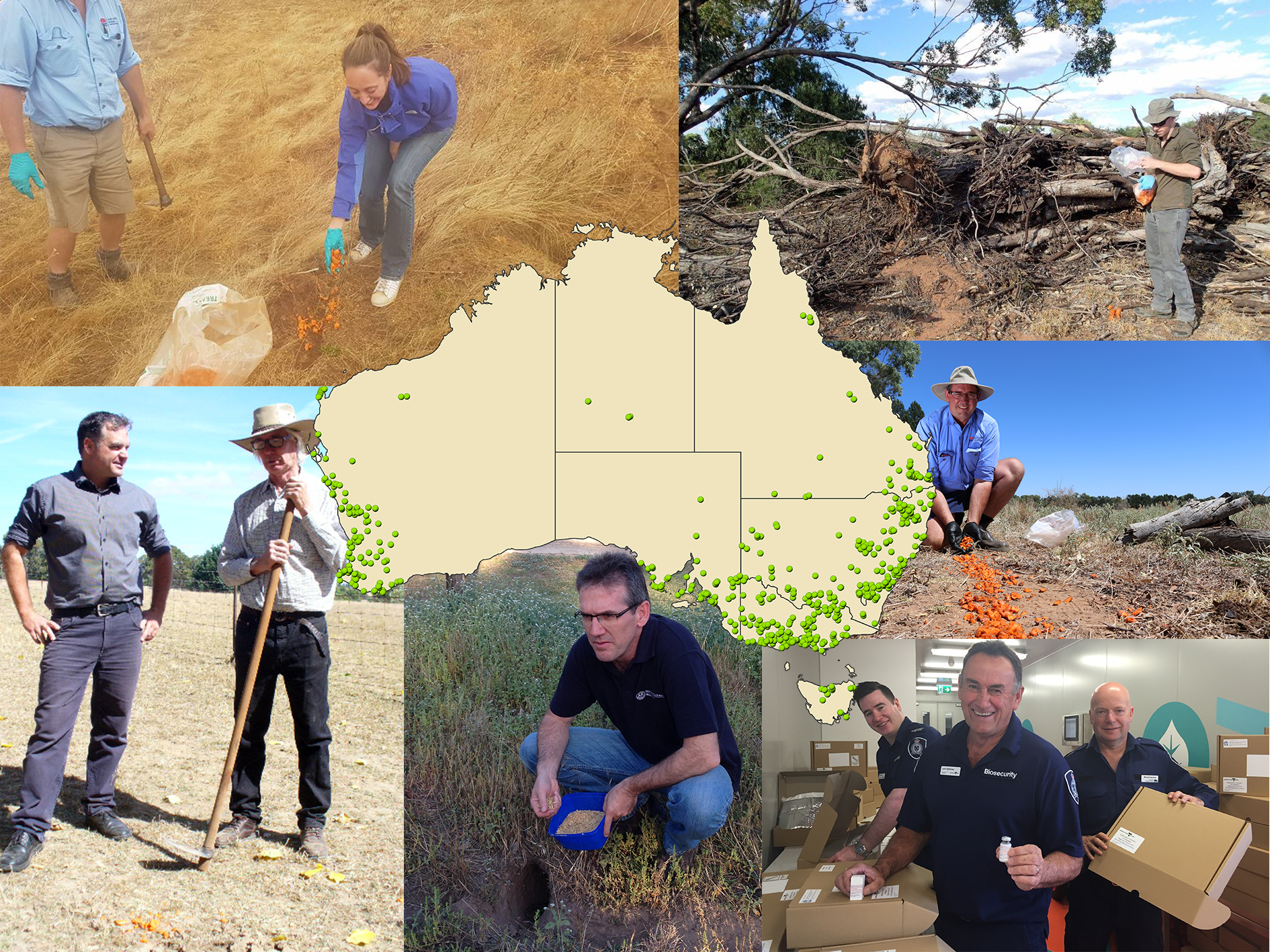 Invasive Rabbit Biocontrol Pipeline Hub: National release of RHDV1 K5 (rabbit ...