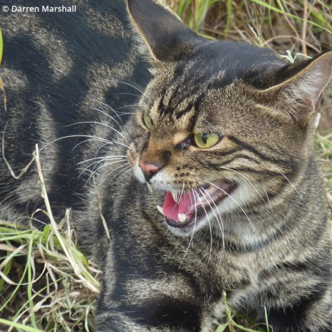 National registration of a feral cat bait