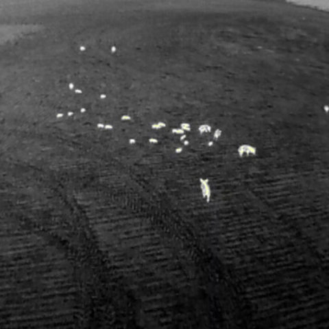 Automated thermal imagery analysis platform for multiple pest species