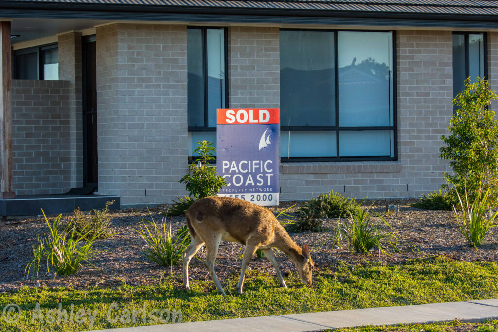 Rusa-Deer-Ashley-Carlson-Forster-NSW