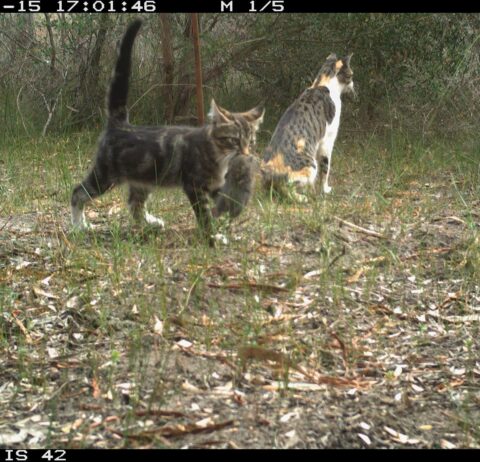 National Feral Cat and Fox Management Coordinator