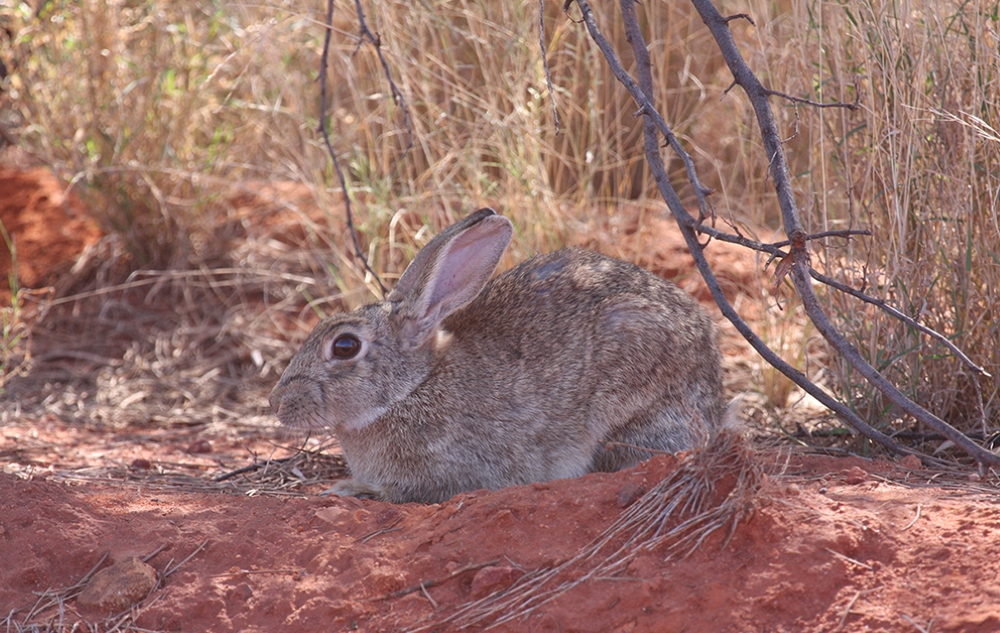 Rabbit by Neil Schultz