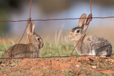 Two rabbits