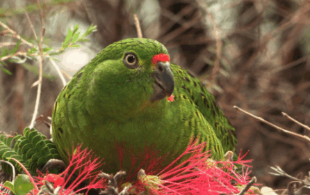 The Western Ground Parrot, known as Kyloring by the Noongar people of sourth-west Western Australia
