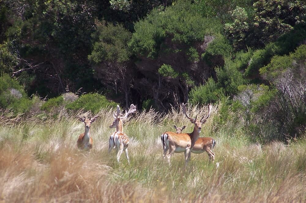 Feral Deer - photo by Brian Boyle