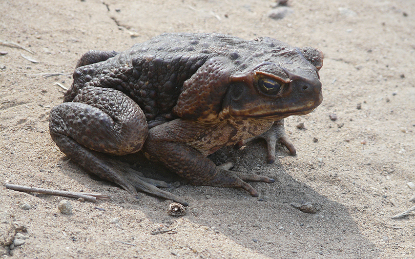 Vanessa-Macdonald-Cane-Toad