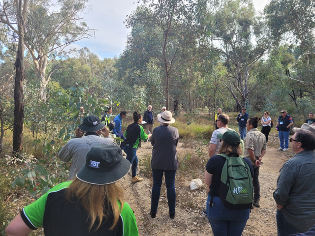 The Thursday Field Day out to the Gold Country in Victoria – the group met with rangers from Parks Victoria and Neville Bartlett from the Friends of Chiltern Mt Pilot NP to hear about local invasive species issues at Bartley’s Block.