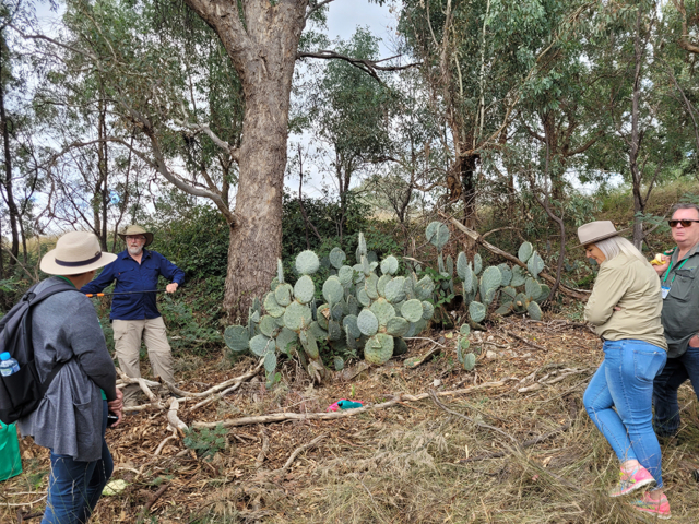 The Thursday Field Day out to the Gold Country in Victoria – Mick Webster from the Friends of Chiltern Mt Pilot NP talking to the group about the success of biocontrol against prickly pear and wheel cactus at the Eldorado Dredge