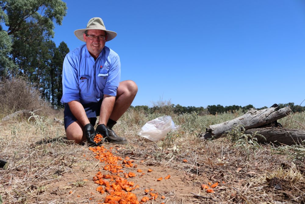 Rhett Robinson, a Biosecurity Officer with NSW Local Land Services, lays carrots laced with RVDV1-K5 in 2019. Credit - NSW Local Land Services.