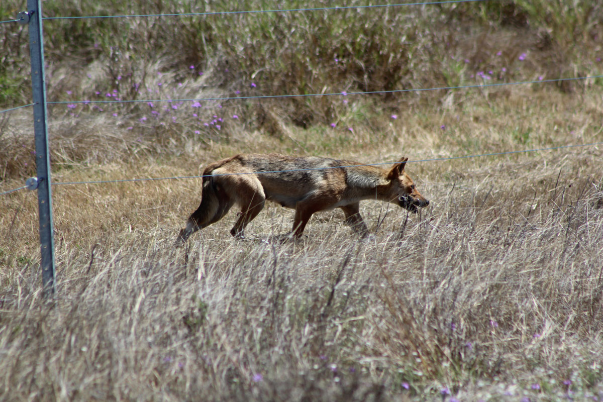 Wild dog. Credit K Foster