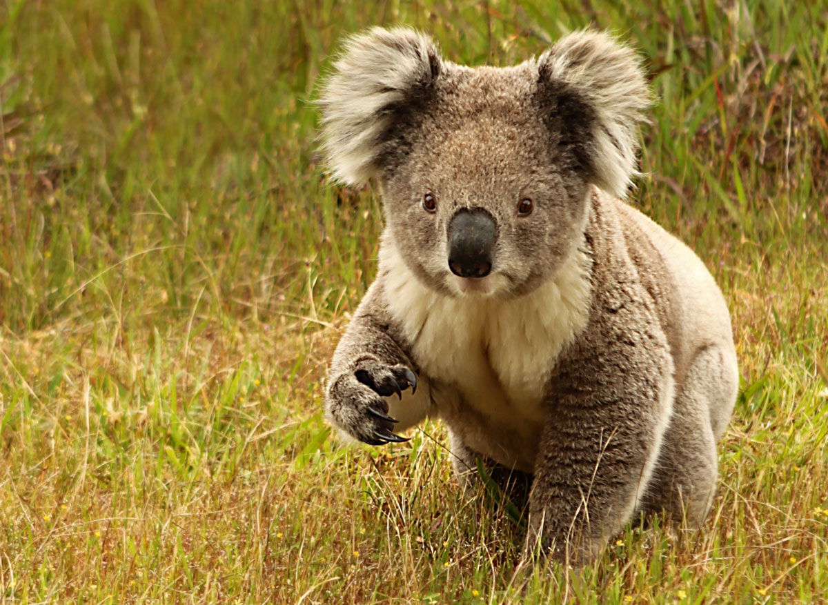 Wild koala walking on the ground