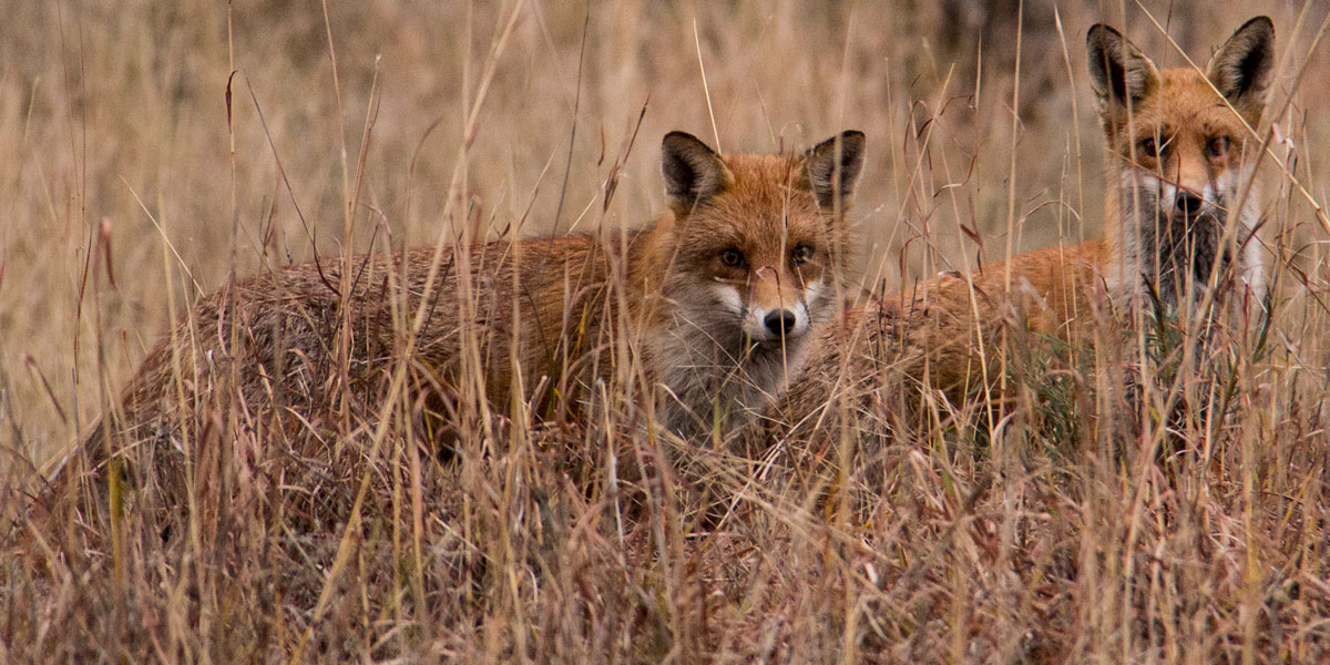 Two foxes in long grass. Ballard.