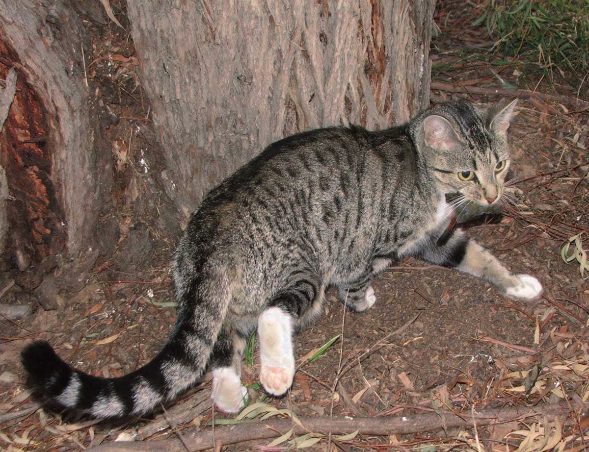 Feral cat with bird in mouth. Tony Buckmaster.