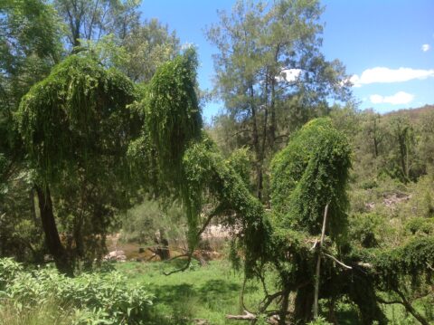 A review and update of best practice manuals: Weeds of National Significance