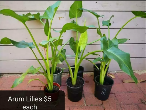 Biosecurity surveillance of ecommerce and other online platforms for illegal trade