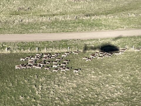 Cost effective management of wild deer