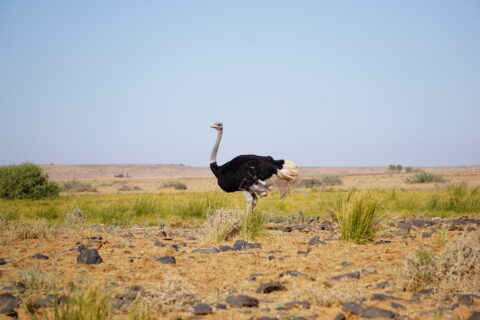 Integrated passive and active surveillance tools and networks