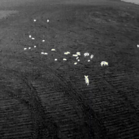 ThermEye: Automated analysis of aerially collected thermal imagery