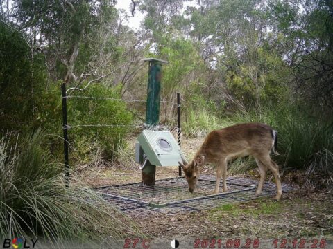 Feral Deer Aggregator and other management tools