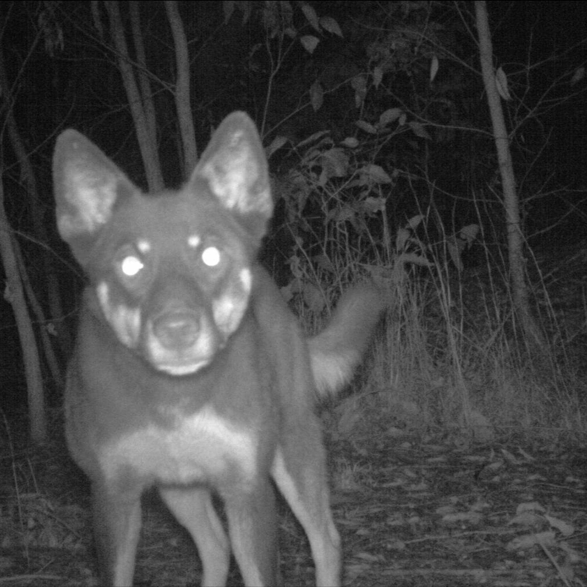 wild dog camera trap