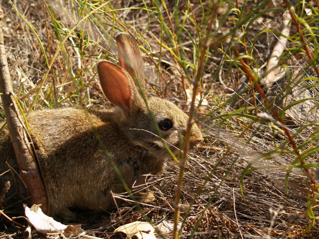 Rabbit in the landscape.
