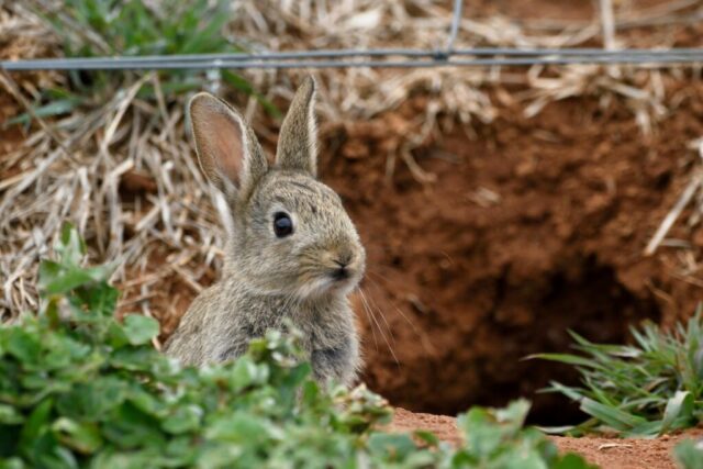 Rabbit digging and browsing behaviours erode landscapes and cripple biodiversity. rabbit burrow canberra