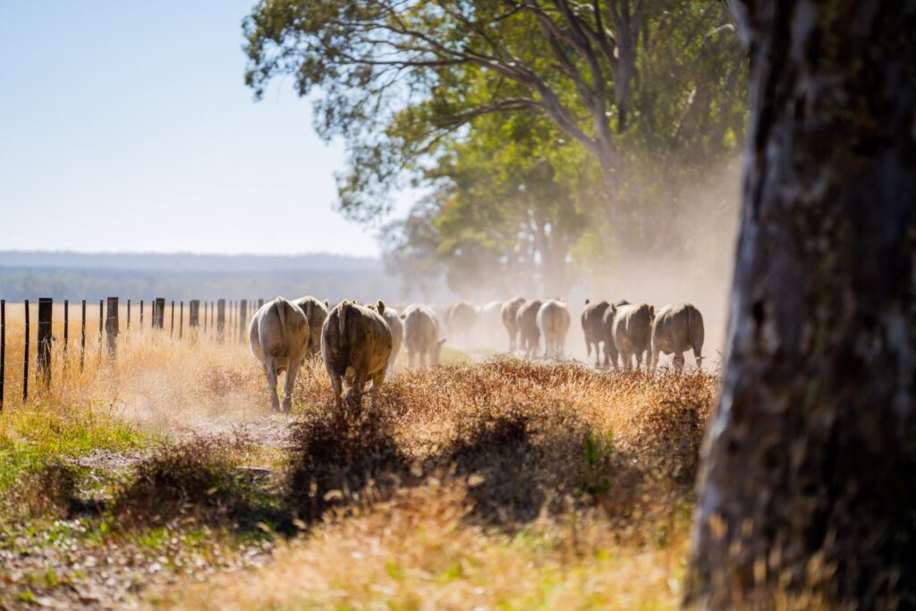 Livestock cattle landscape