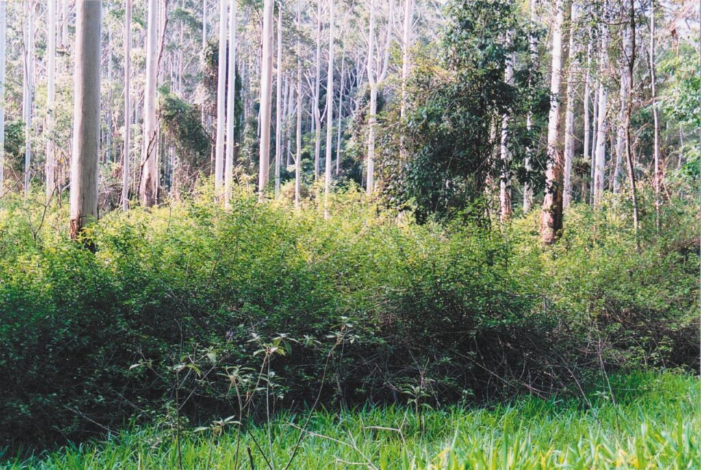 Lantana in the landscape.