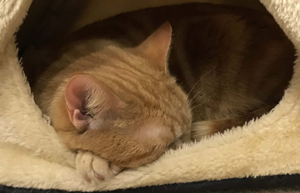 Pet cat safe and warm inside.