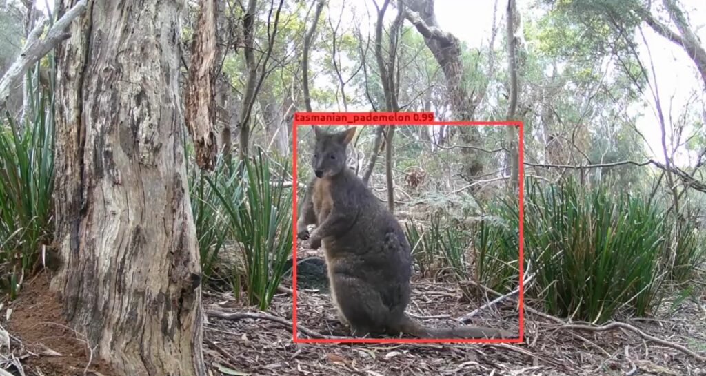 AI species recognition model for Tasmania