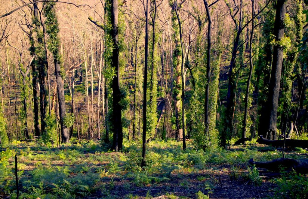 Bushfire recovery