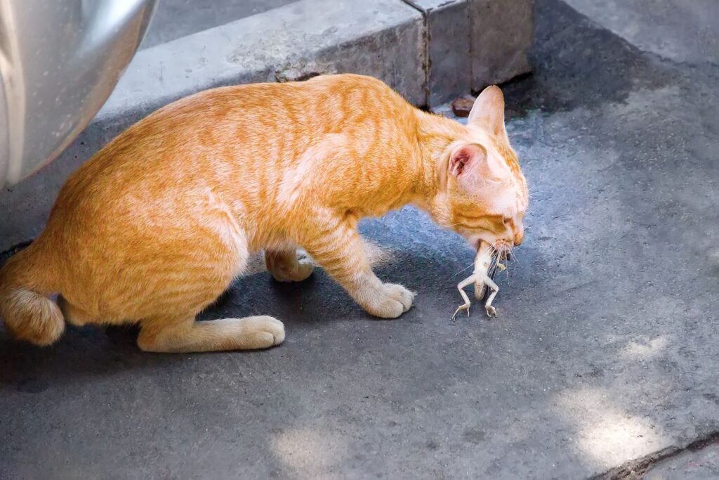 Roaming pet cats kill an estimated 390 million animals each year, many of these native, far more per square kilometre in urban areas than feral cats do in the bush.