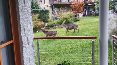 Peri-urban deer frighten child in park