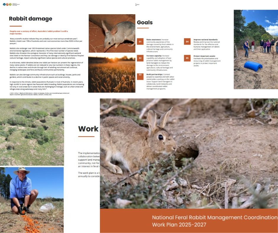 Feral Rabbit Control National Feral Rabbit Management Coordinator work plan takes shape ...