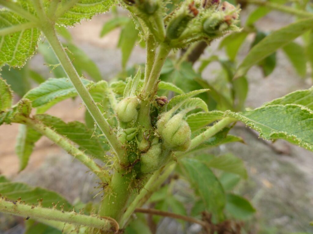 weed biocontrol
