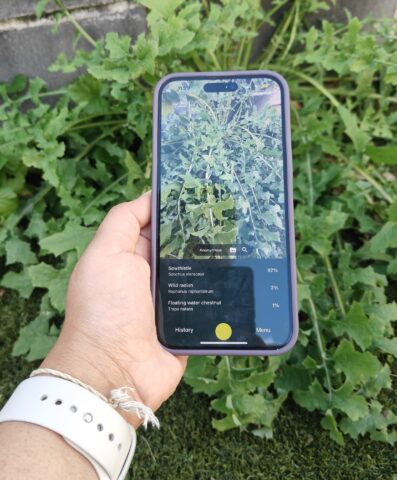 Sowthistle Sreshti Nair