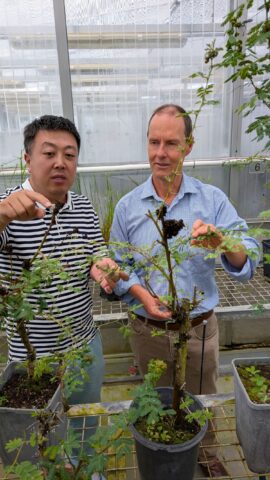 Prickly acacia gall thrips Bris