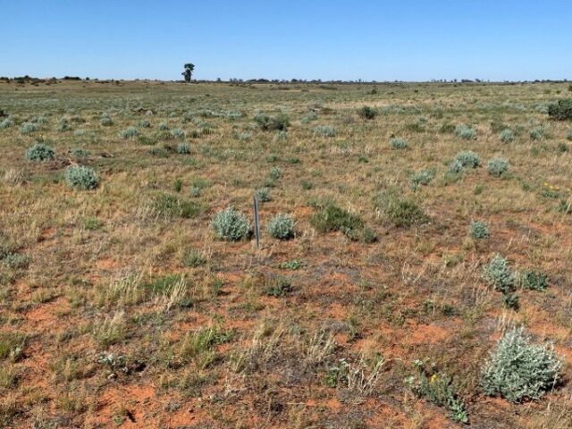 The same landscape begins to show recovery after rabbit management. rabbit landscape recovery