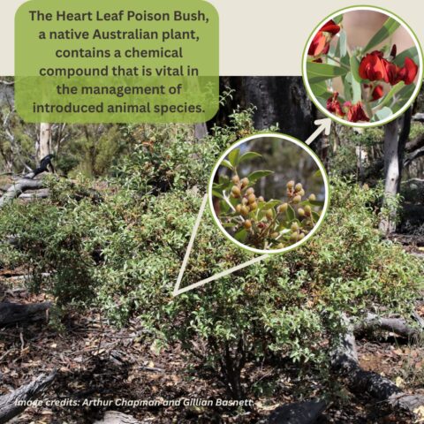 Heart Leaf Poison Bush