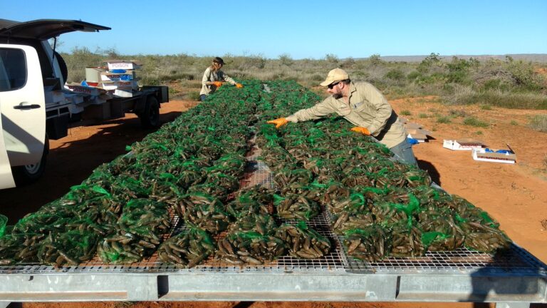 Eradicat® baits arranged on racks in preparation for use.