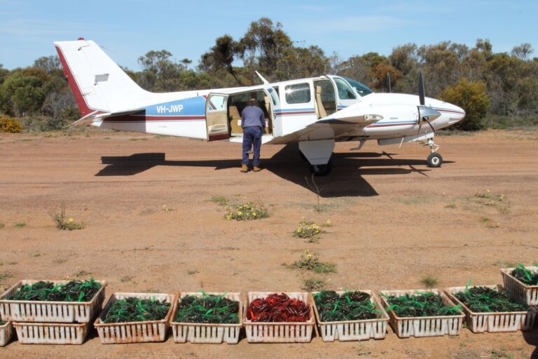 Preparing for aerial baiting with Eradicat®.