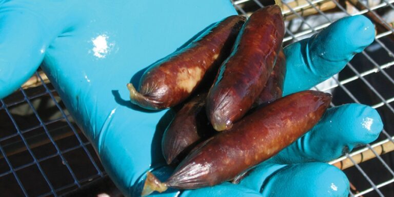 Close-up of the Eradicat(R) bait.